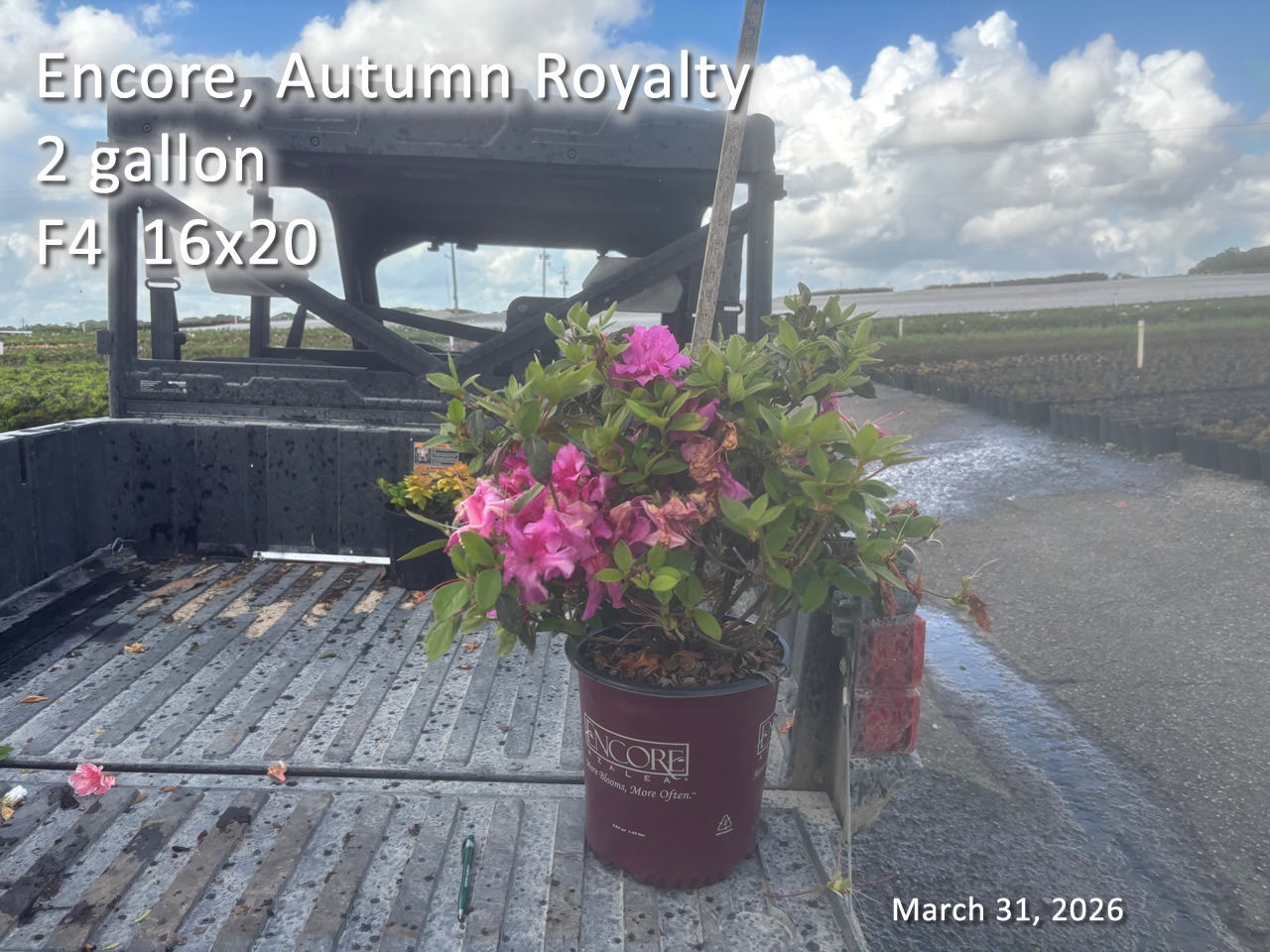 gallery/eroy2 f4 mar31.jpg